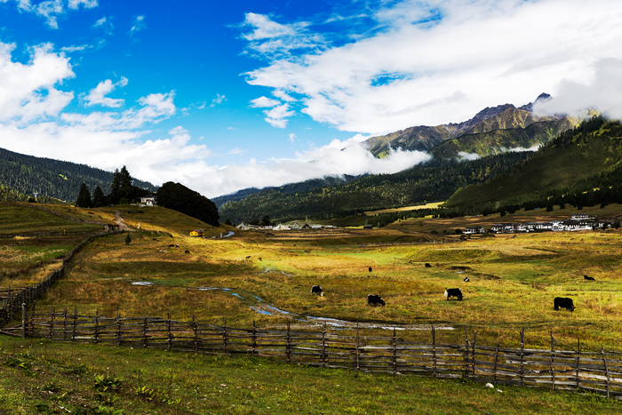 鲁朗高山牧场